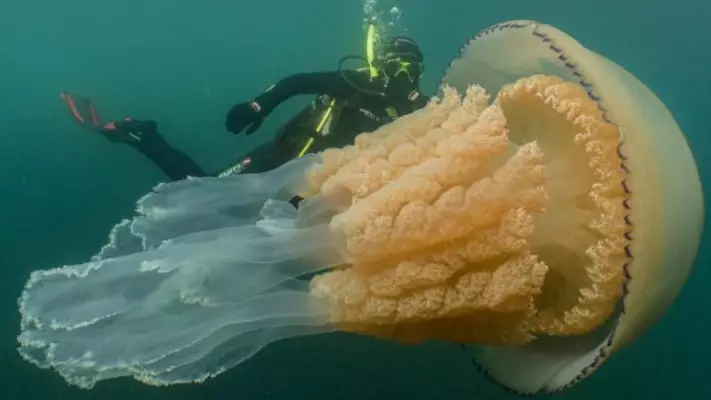 Giant Jellyfish As Big As Diver Spotted Off UK Coast 