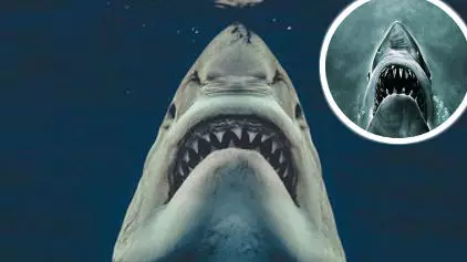 The Moment A Great White Shark Perfectly Recreated The Iconic Pose From Jaws