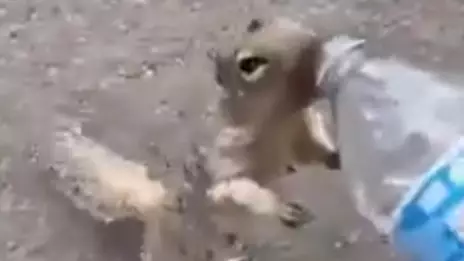 Thirsty Squirrel Begs For Water Then Downs A Bottle