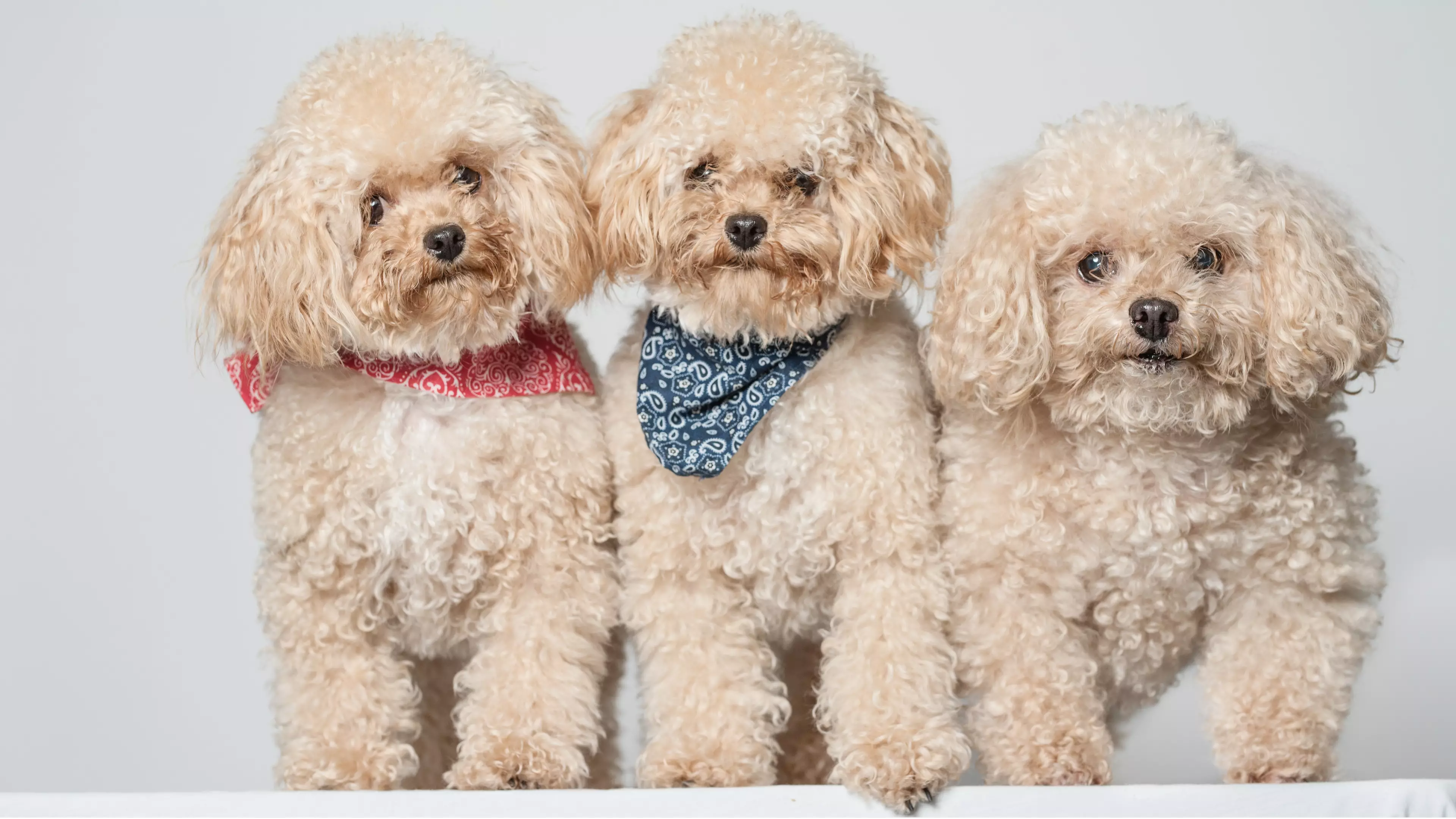 Woman Who Spent $50,000 Cloning Her Dog Says She Will Do It Again 