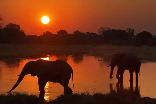 Sunset with two elephants crossing a flooded area near the camp Khwai River Lodge by Orient Express in Botswana.