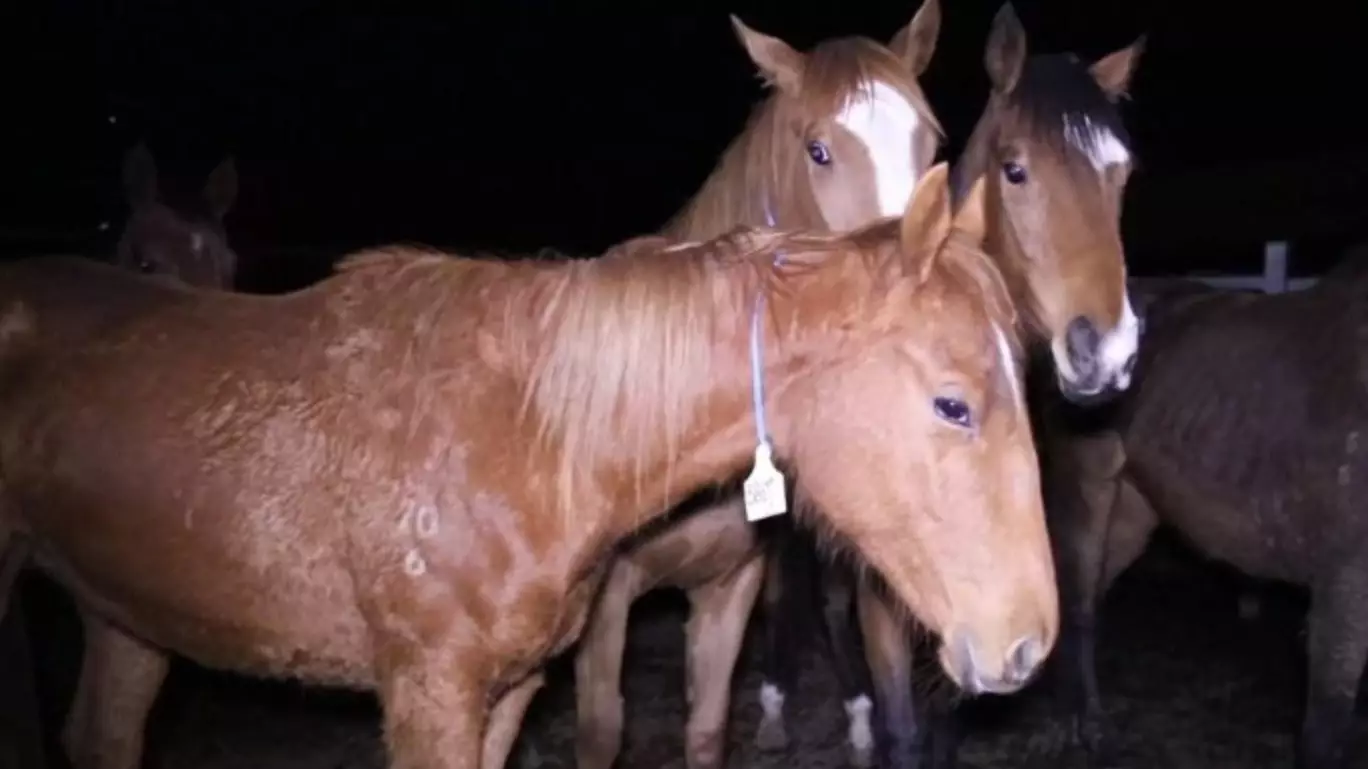 Hundreds Of Aussie Racehorses Are Being Sent To Slaughter On 'Industrial Scale'