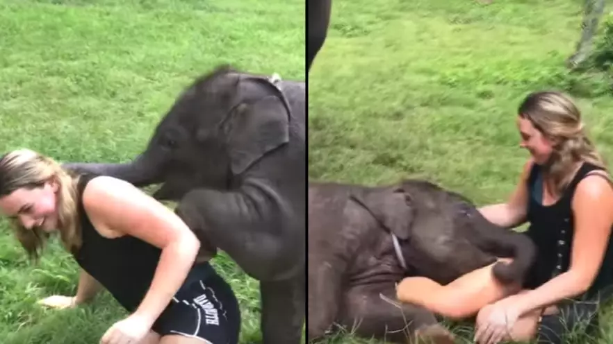 Baby Elephant Can't Stop Hugging Tourist