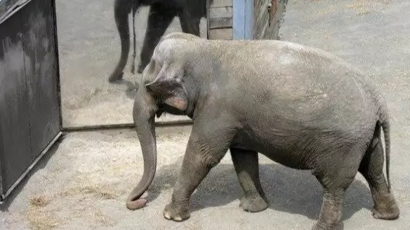 World's Loneliest Elephant Has Lived On Her Own For 13 Years