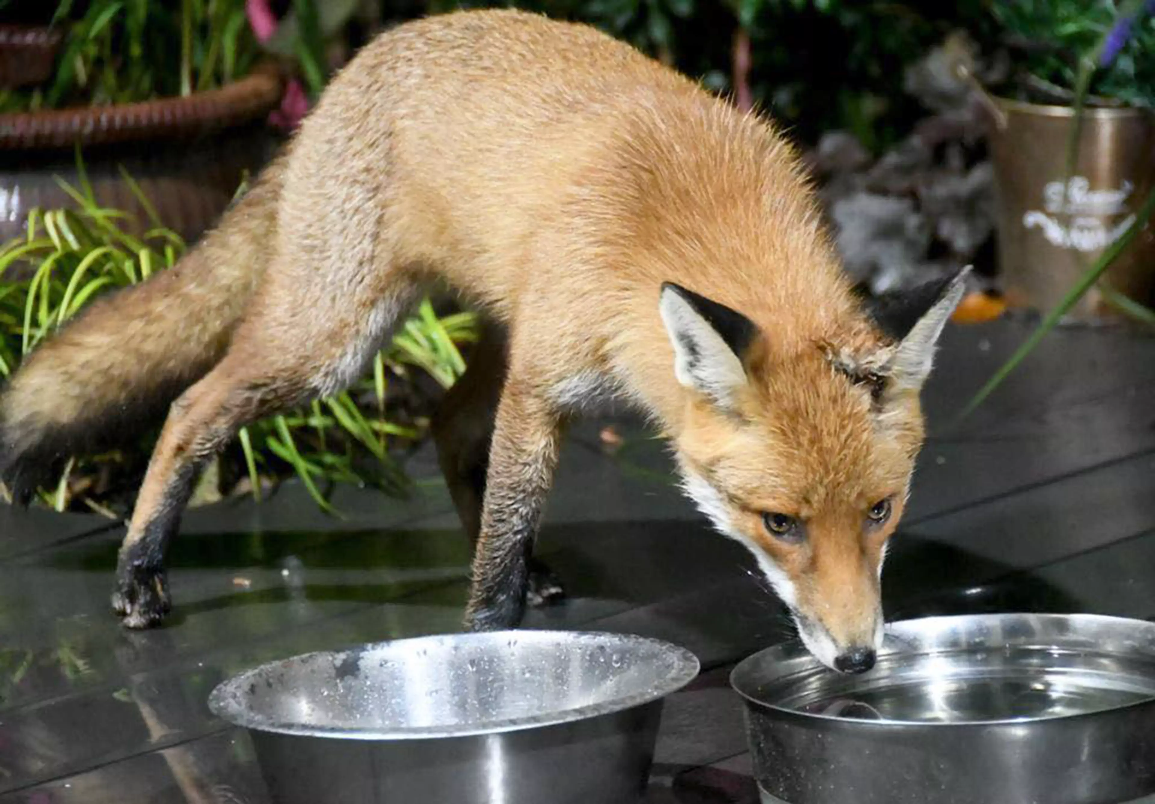 Christine now gets fox visitors around too. (