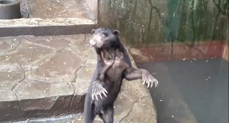 Shocking Video Shows Skeletal Sun Bears Begging For Food In Indonesian Zoo