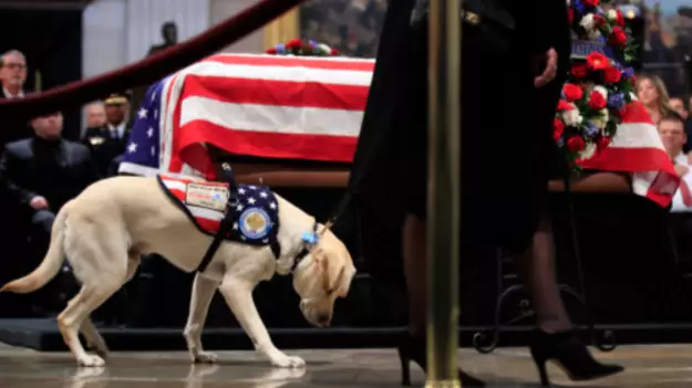 George HW Bush's Service Dog Sully Pays Respects To The Late President