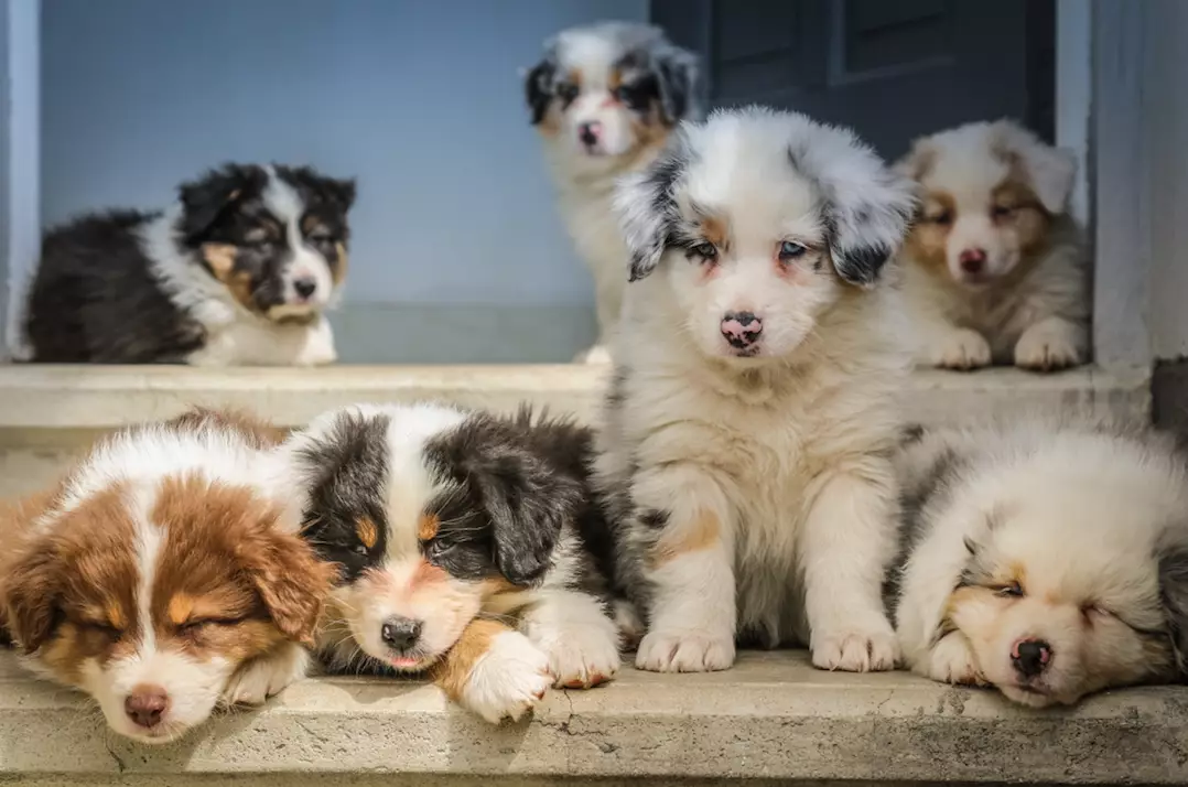 There may be a surplus of dogs put up for adoption post-lockdown (