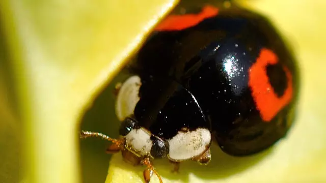 Ladybirds With STDs Are Invading Britain