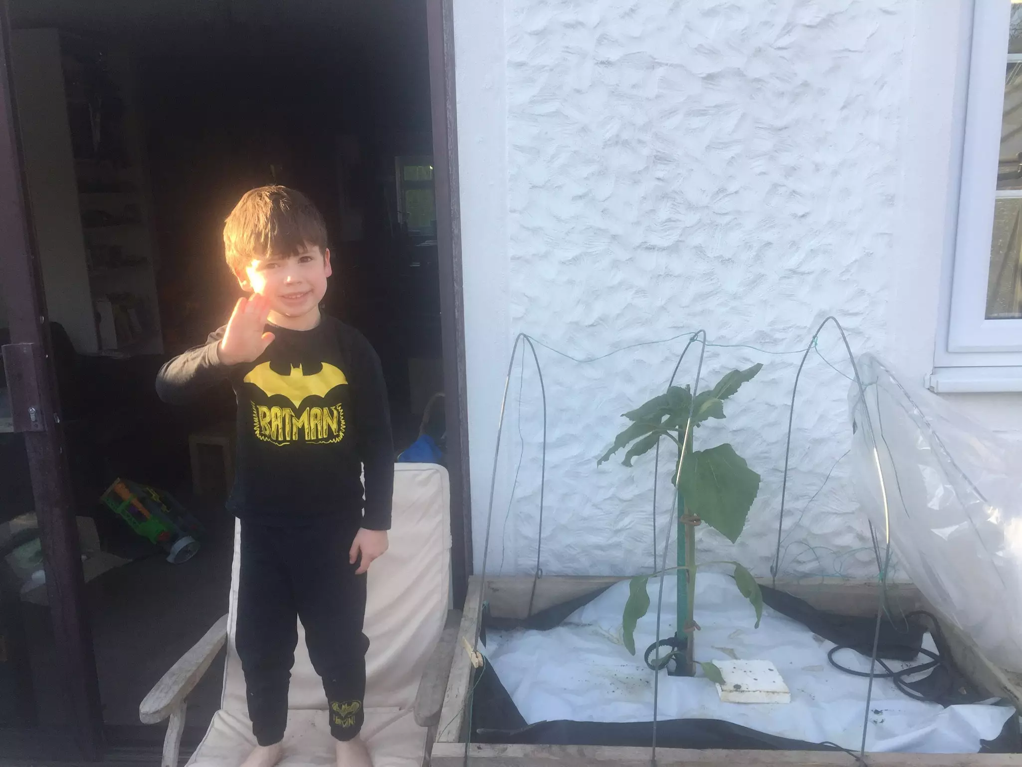 Four-year-old Stellan would never have imagined that the sunflower would grow as tall as his house (