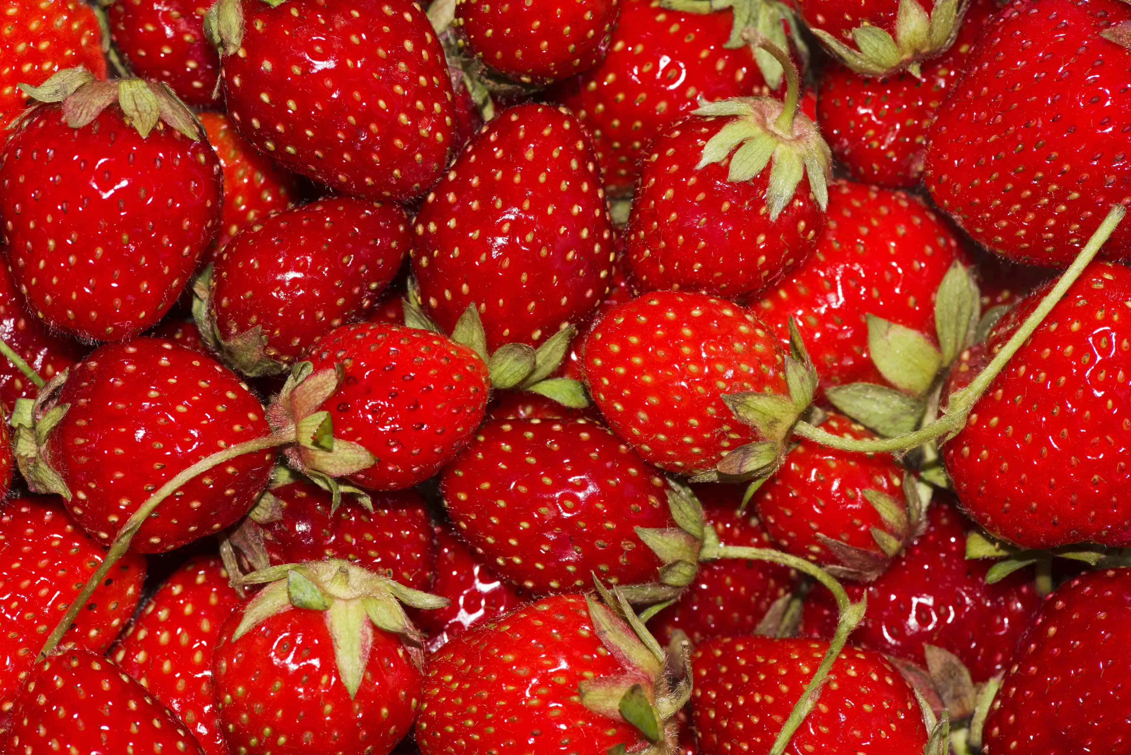 There were over 100 reports of sewing needles being found inside strawberries.