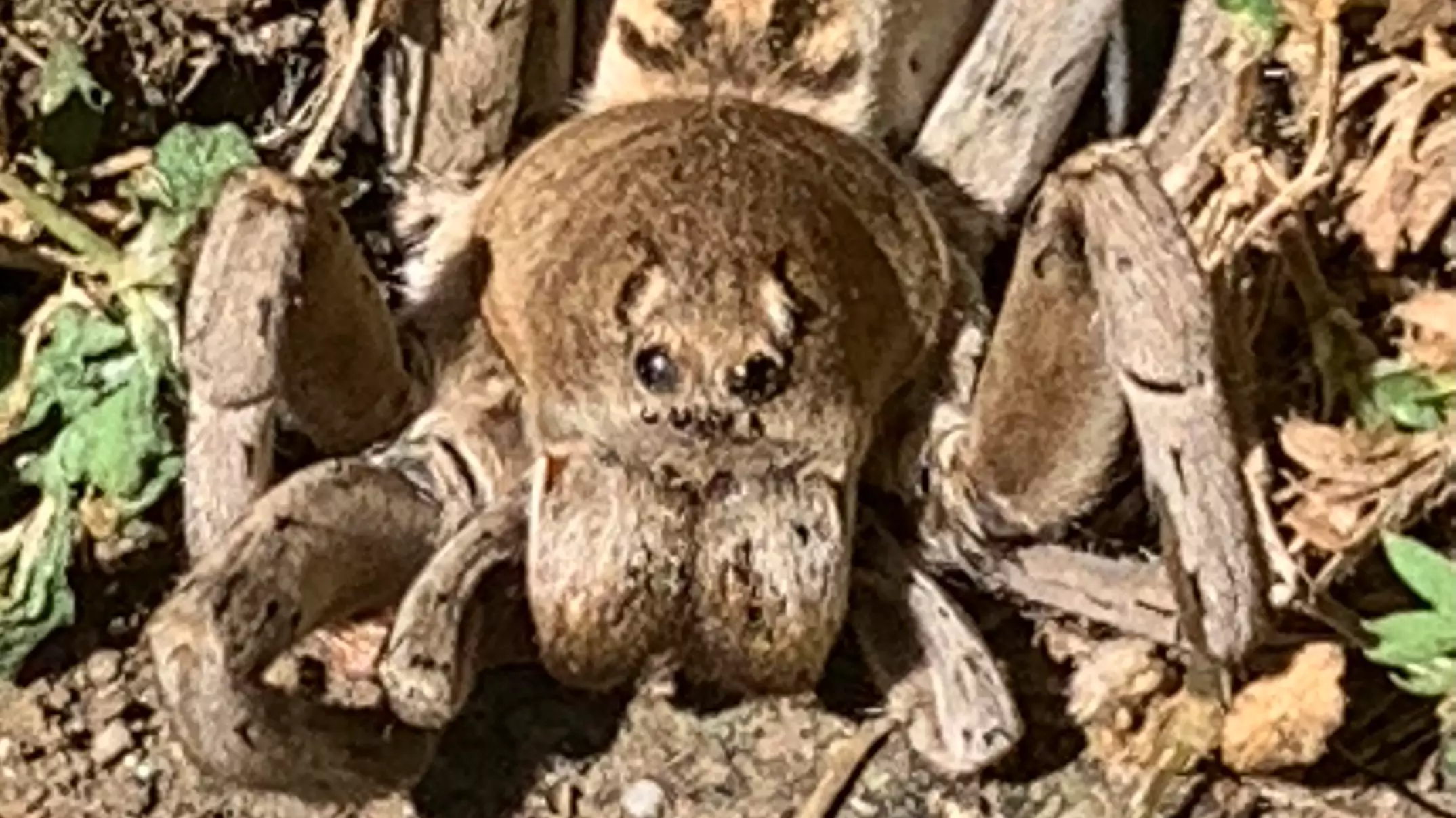 Reddit User Shares Terrifying Photo Of Back Yard Spider That Looks Like 'Aragog'
