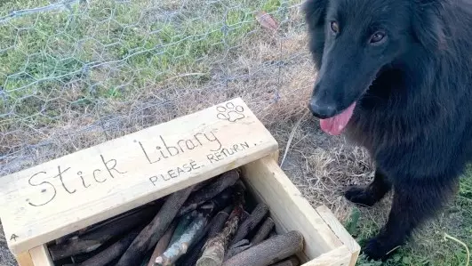 Man Makes 'Stick Library' For Dogs At Park In New Zealand