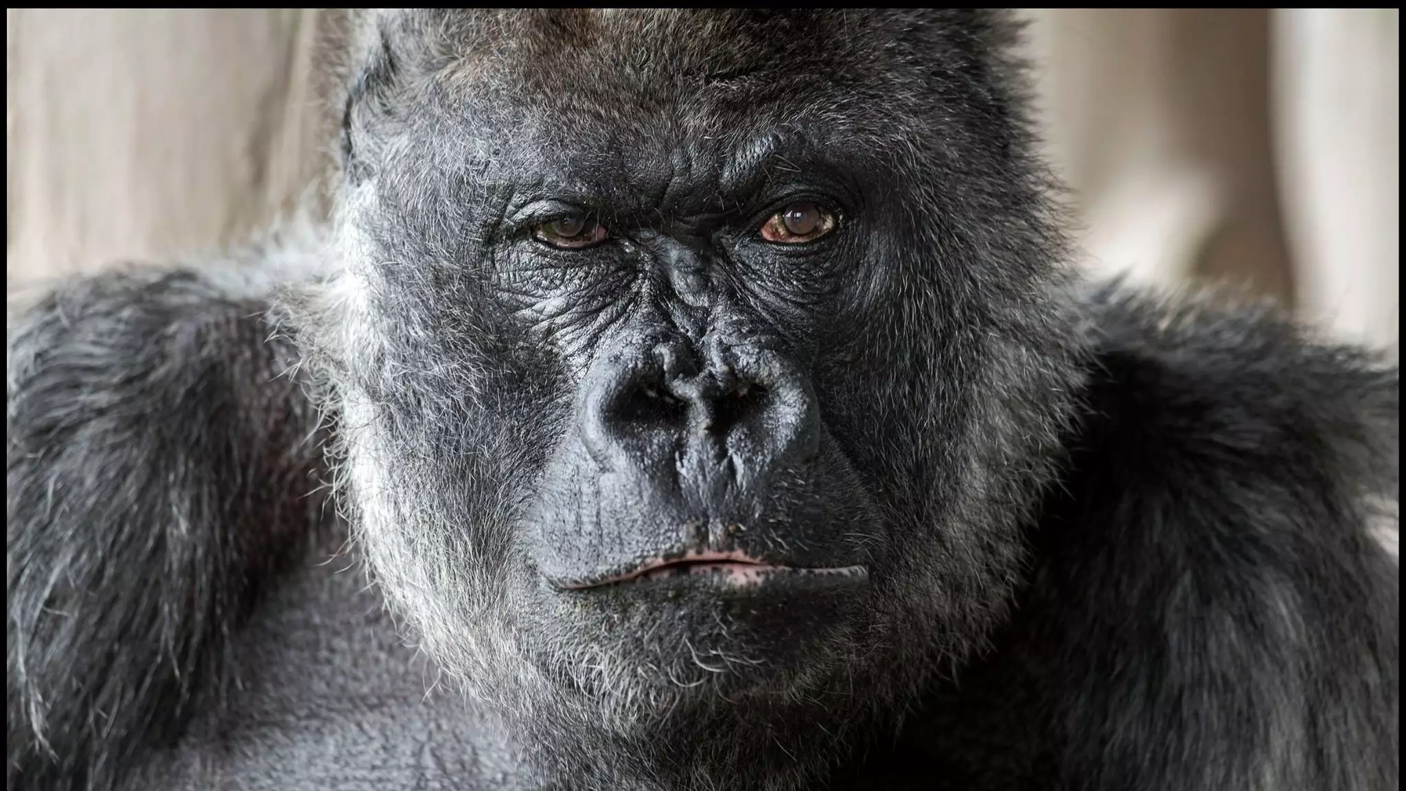 Longleat Safari Park Gorilla Nico Dies At 56