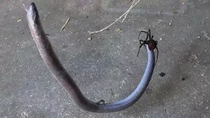 This Video Of A Snake Fighting A Spider Is Brutal, And I Mean BRUTAL