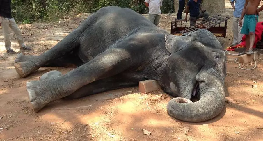 Elephant Dies From Exhaustion After Carrying Tourists For 15 Years