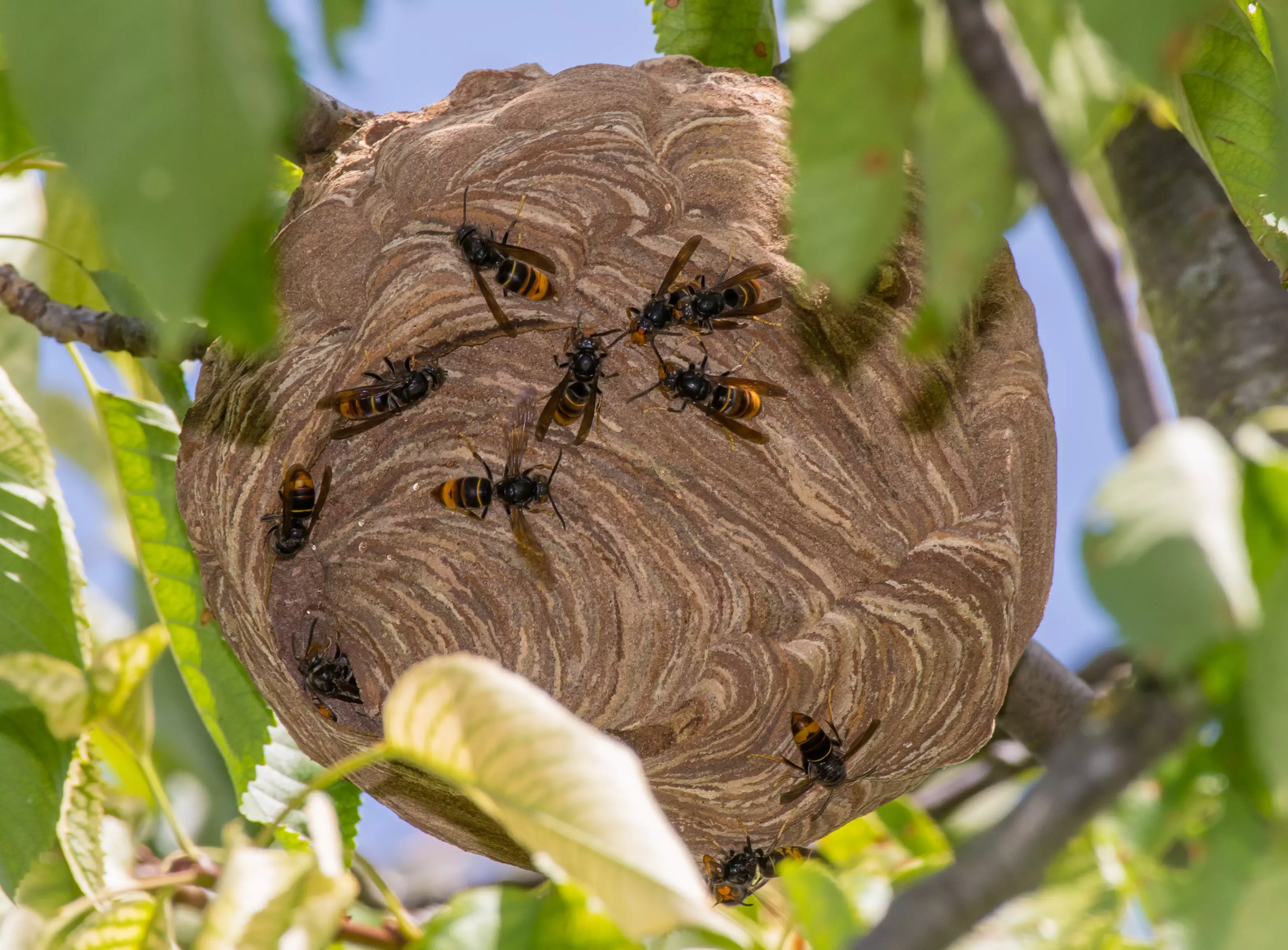A bee-keeping expert has been experimenting with flavours to lure the critters out of their nests.