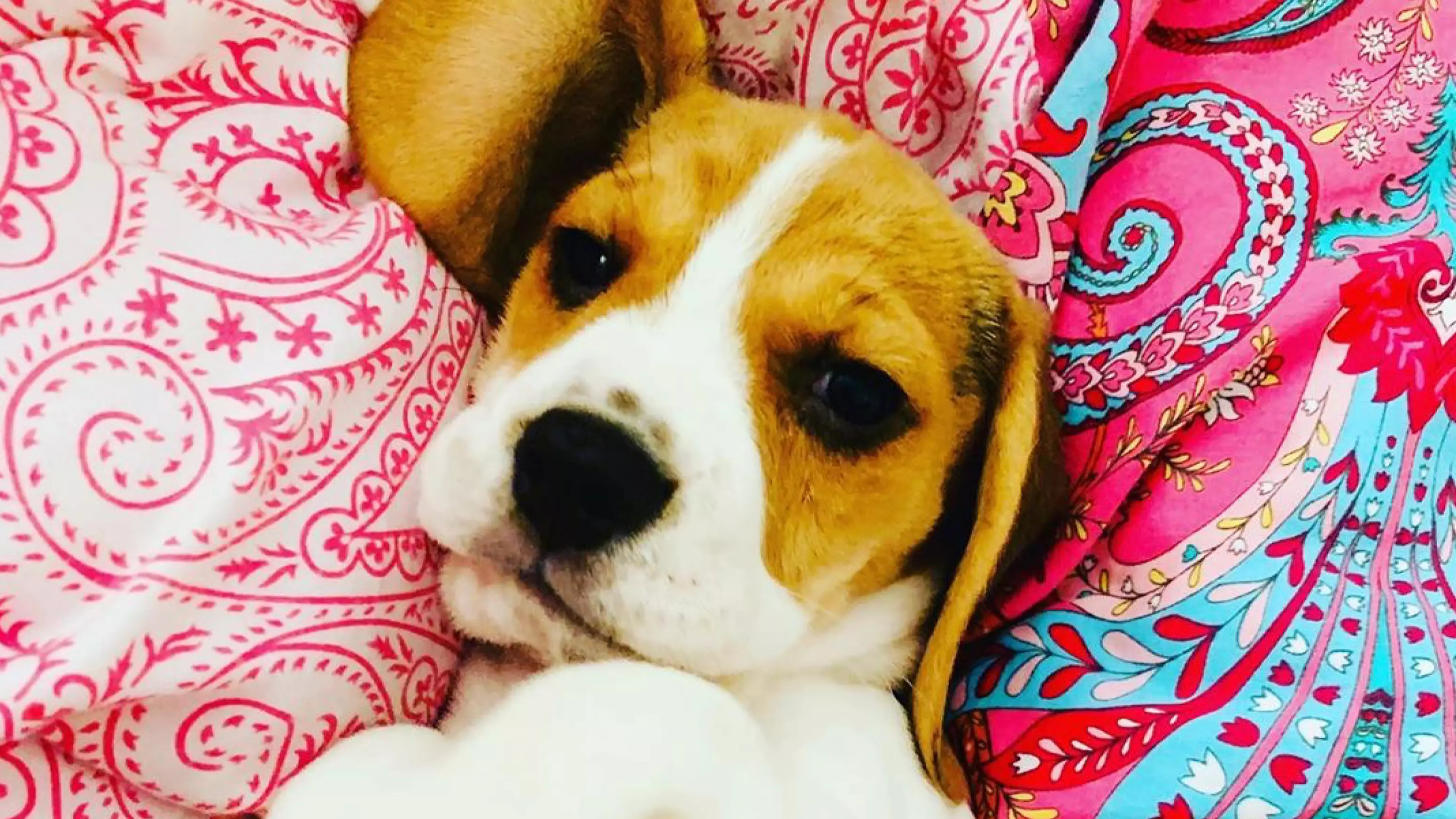 Woman Spots Another Dog In Her Pet Beagle’s Markings