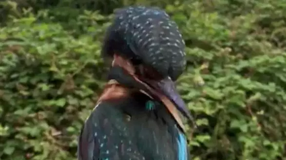 Kingfisher Filmed Performing A Head Rotation Straight Out Of The Exorcist