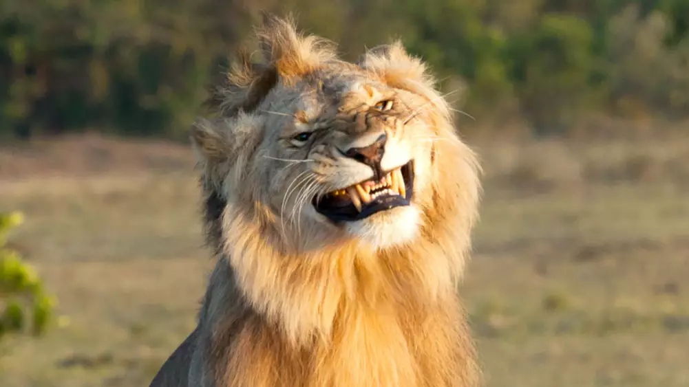 ​Lion Looks Very Pleased With Himself As He Mates With A Lioness