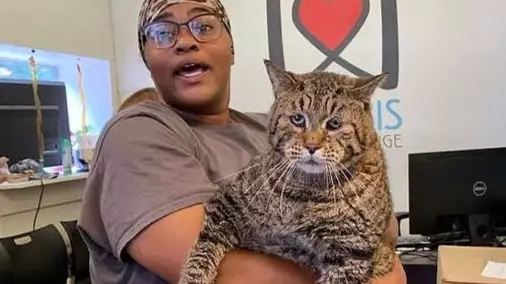 Adorable Giant Tabby Cat Breaks The Internet Looking For Forever Home