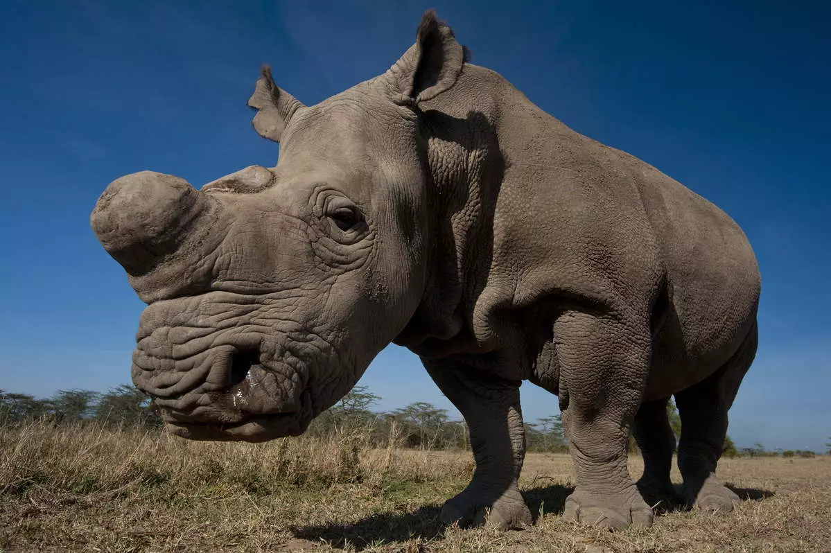 Saving the Survivors charity and BBC's Natural History unit are on the hunt in Sudan for Northern White Rhinos (