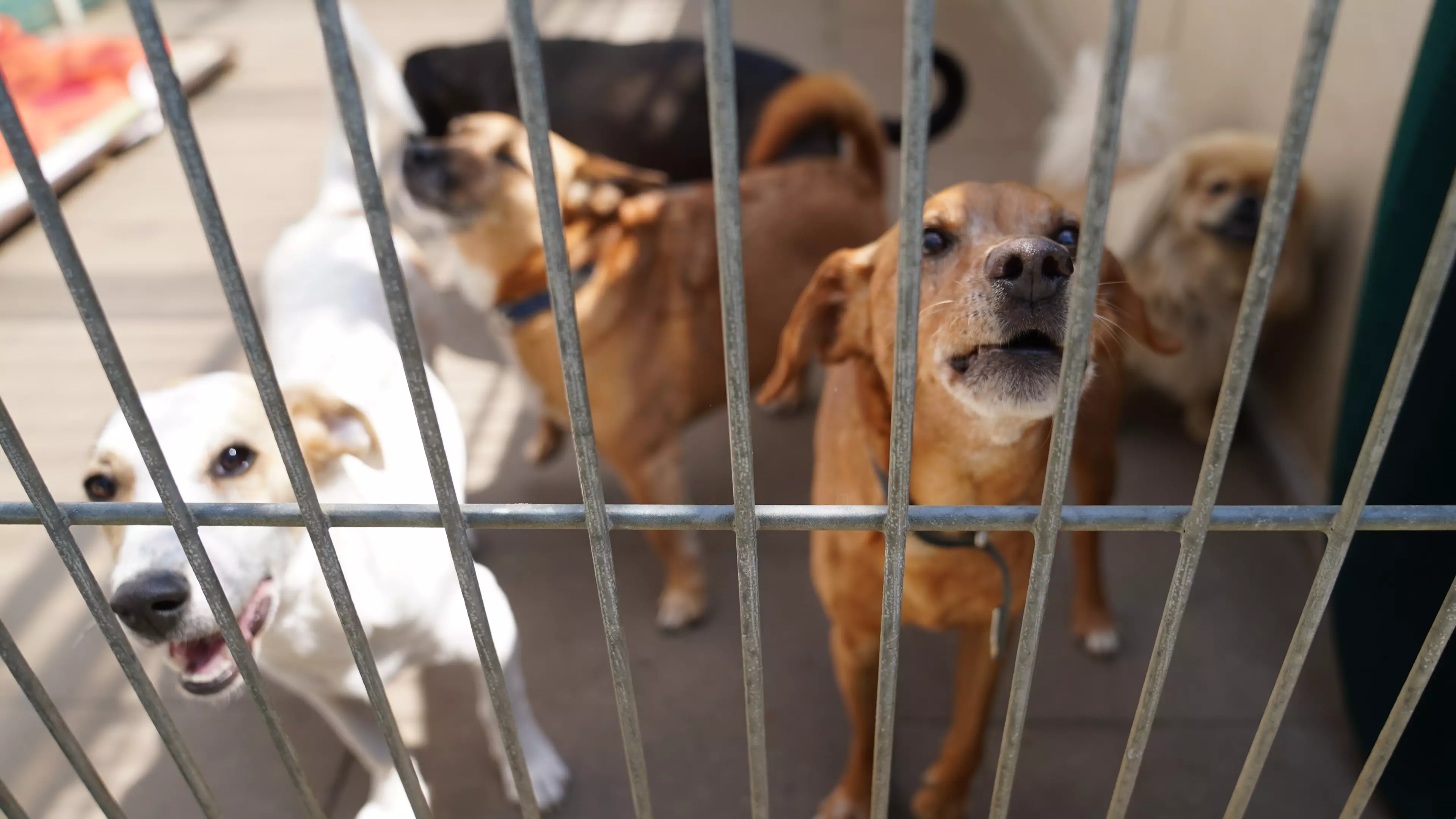Animal Shelters Are Warning People About Adopting Pets In Lockdown