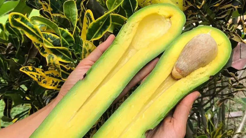 Feast Your Eyes On This Deliciously Outrageous Avocado