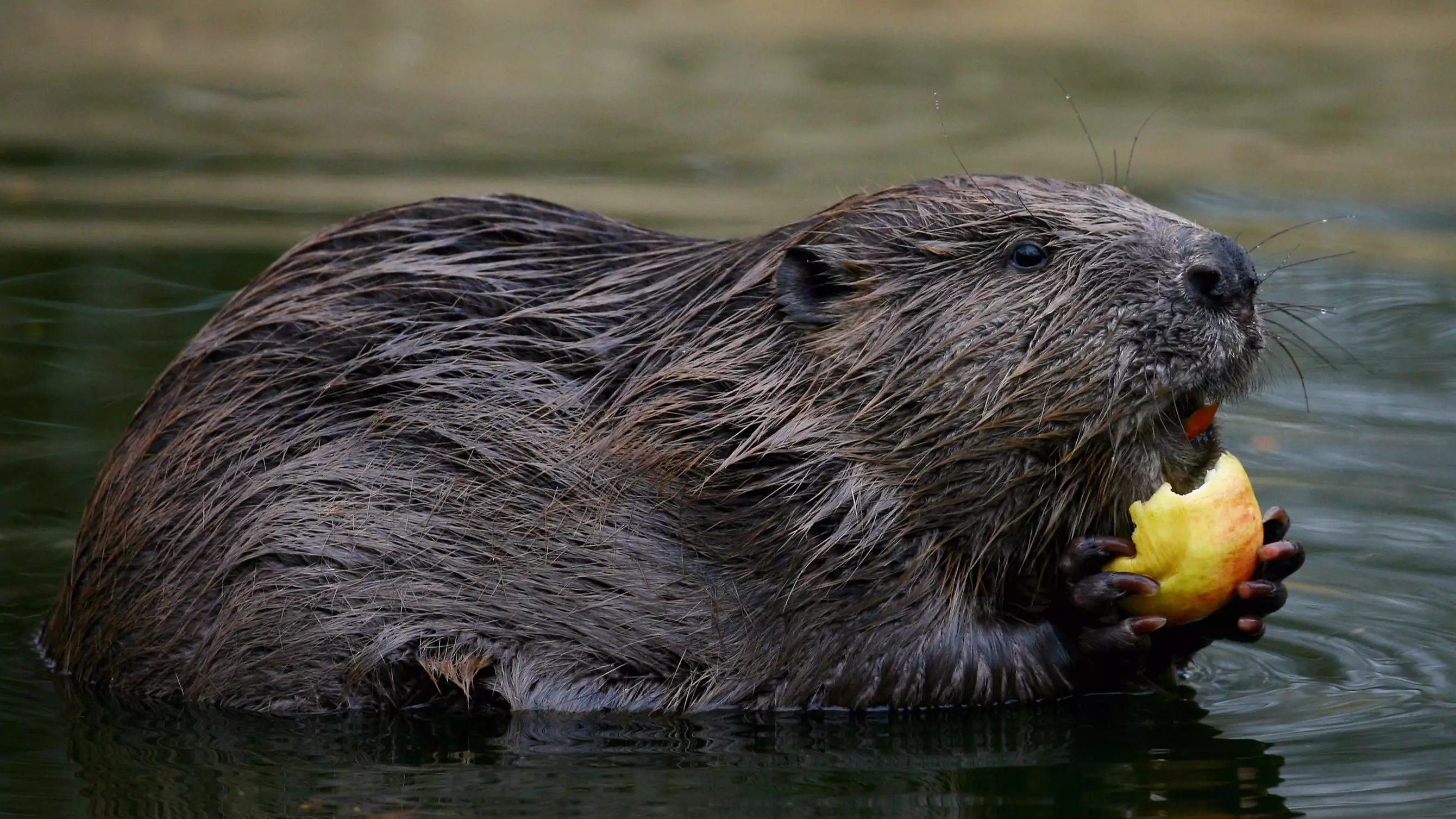 Try Not To Be Sick But Beaver Parts Are In Your Favourite Foods 