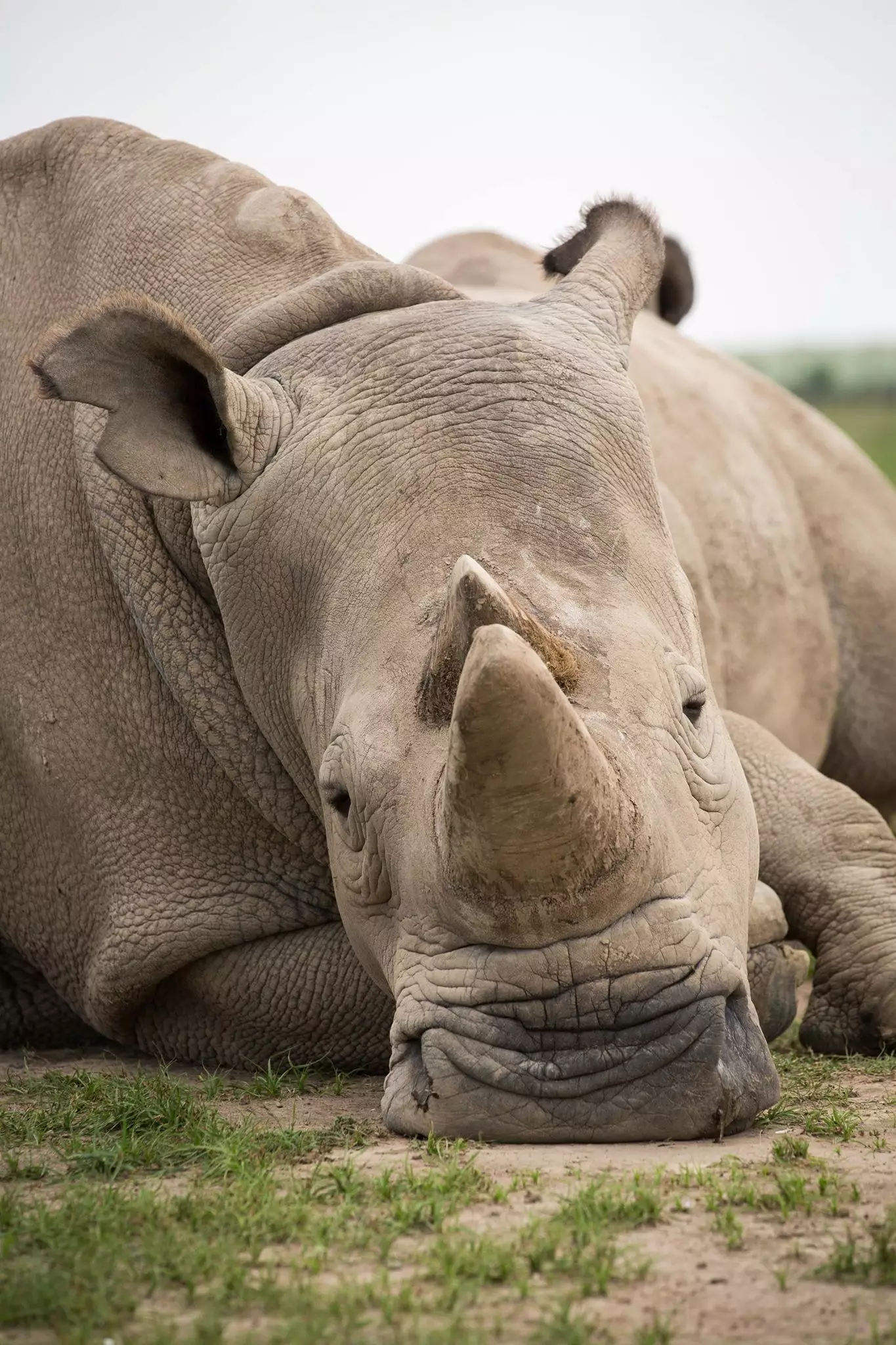 The white rhino was announced as extinct in 2018 (