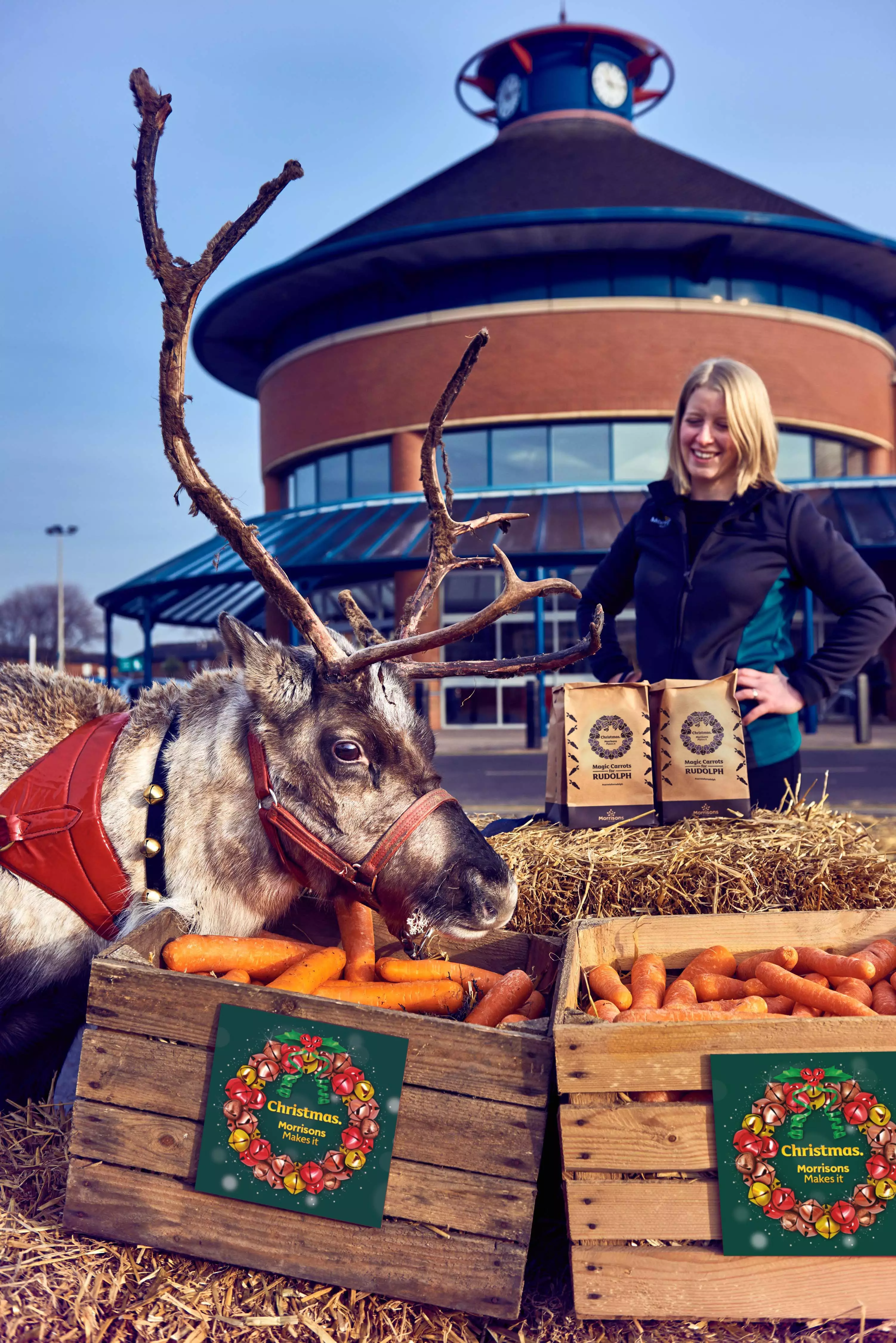 This reindeer certainly seems to have no qualms about the carrots being wonky (