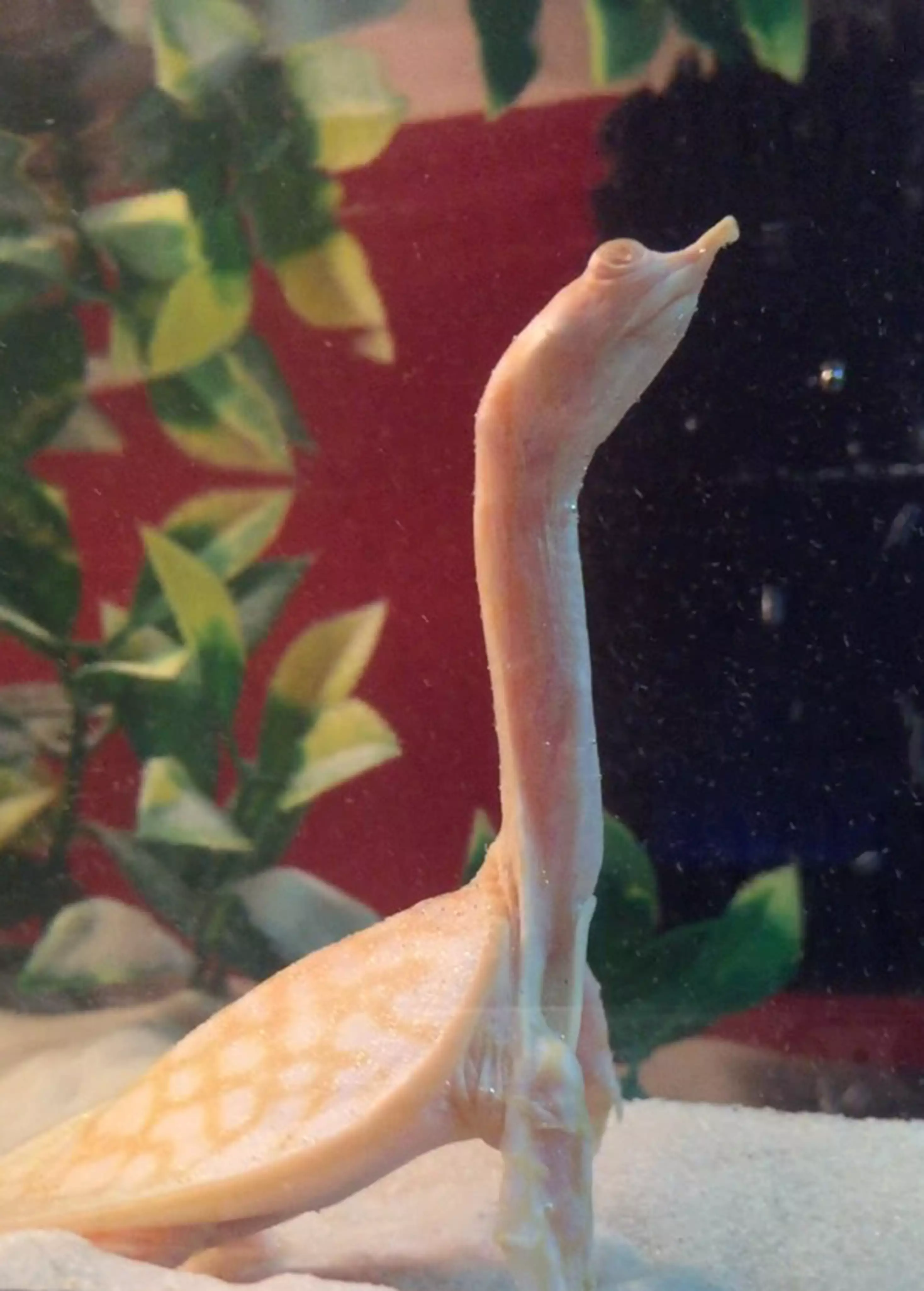 Her long neck makes her look like a mini dinosaur. (