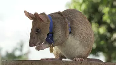 Hero Landmine Detection Rat Awarded Minature Gold Medal For 'Lifesaving Bravery'