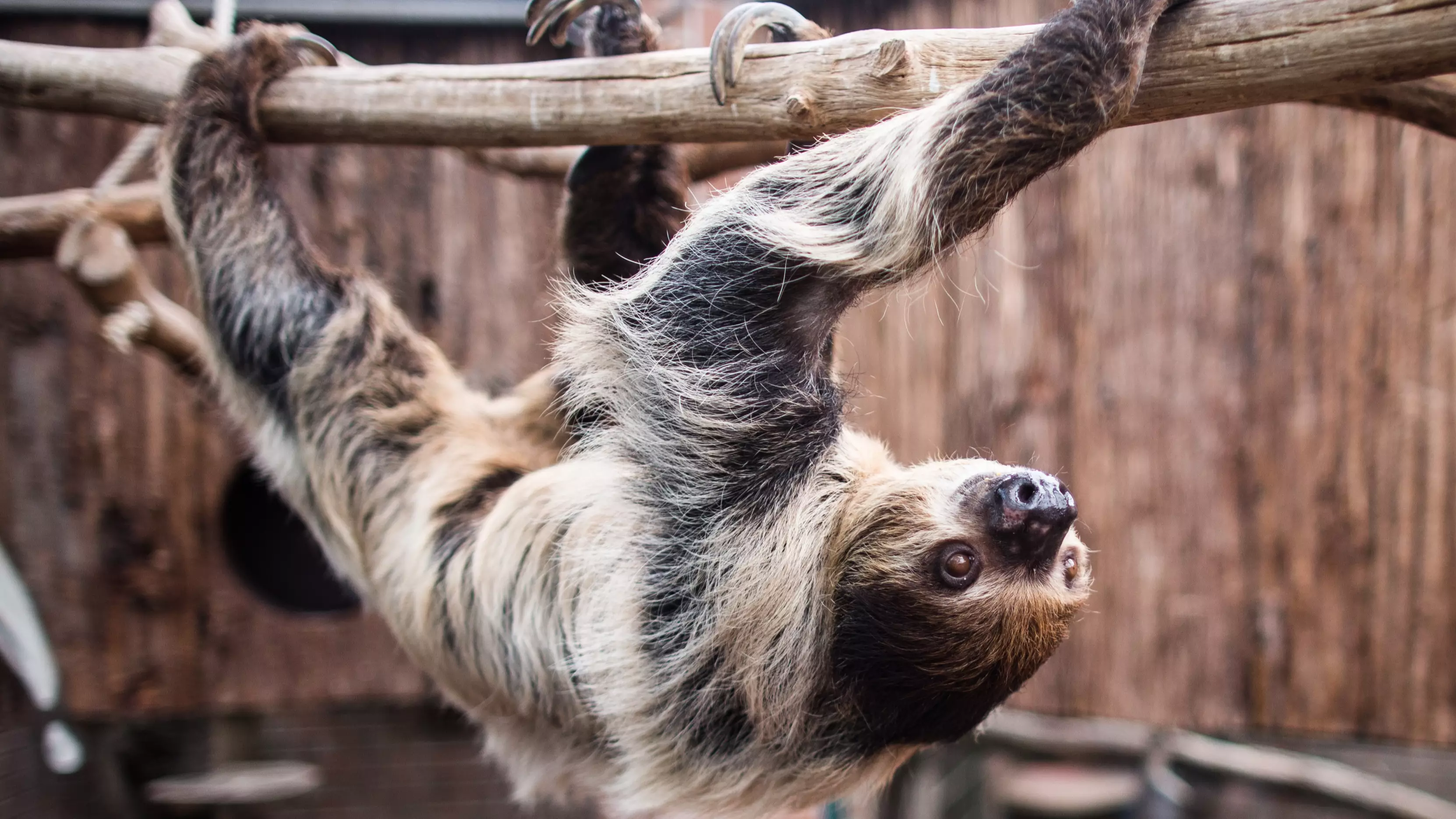 A Sloth Retirement Home Has Been Set Up In The UK