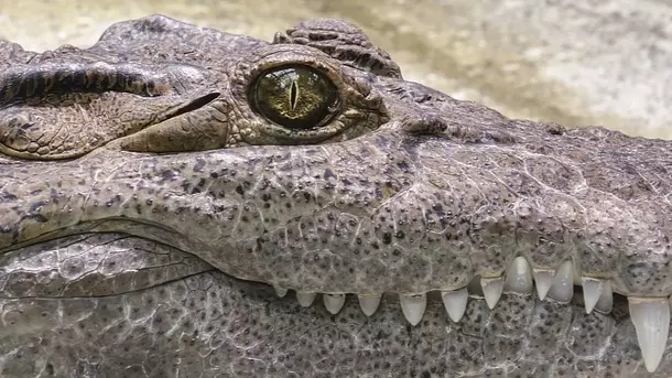 Crocodile Kills Pastor While He Baptises Followers Near Lake In Ethiopia