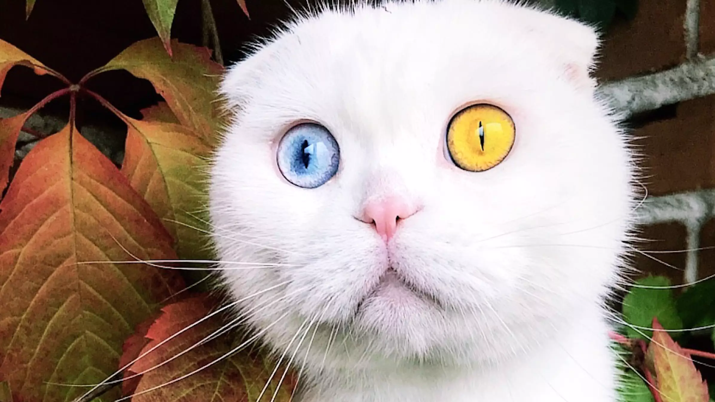 Stunning Cat Called Joseph Has Two Different Coloured Eyes
