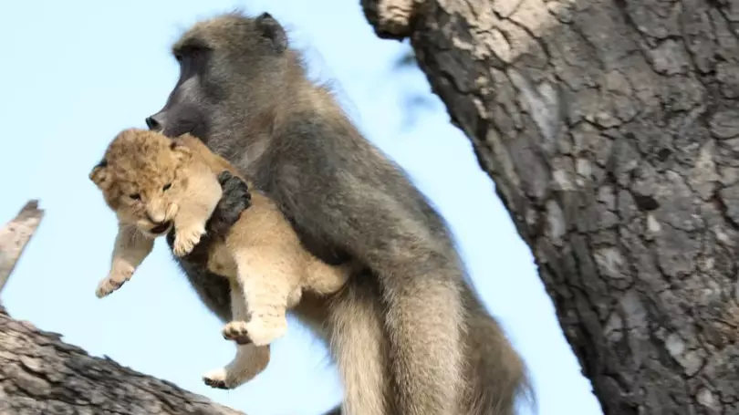 Baboon Recreates Famous Lion King Scene As It Carries Cub