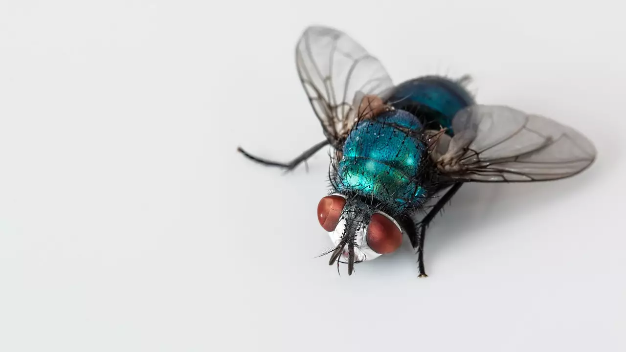 Woman Comes Up With Genius Way To Keep Flies At Bay