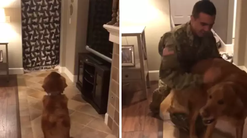 Dog's Reaction To Soldier Owner's Homecoming Will Melt Your Heart