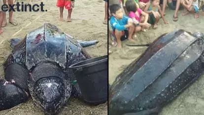 Wounded Rare Giant Leatherback Turtle Treated After Getting Caught In Fisherman's Net