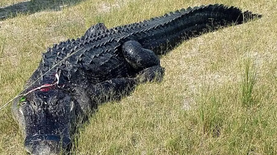 Florida Man's Partially Eaten Body Found In Alligator's Stomach