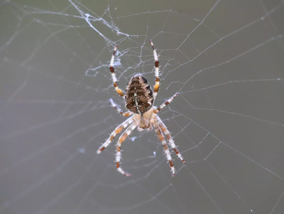 All spiders are pretty unnerving, let's face it.