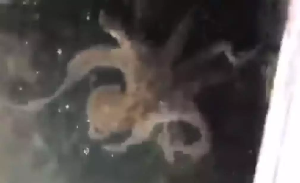 Scientists are unsure where the octopus came from.
