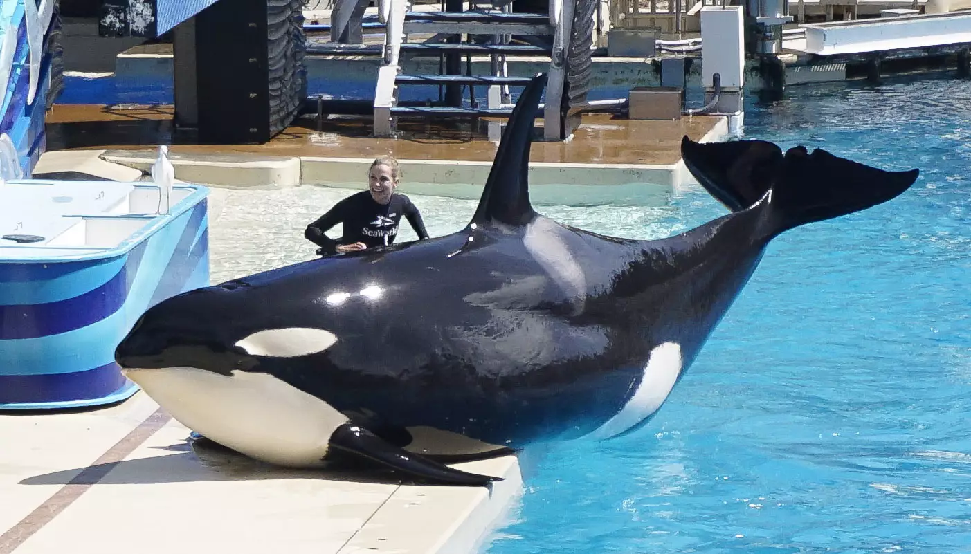 A SeaWorld trainer rubs one of the killer whales in 2016.