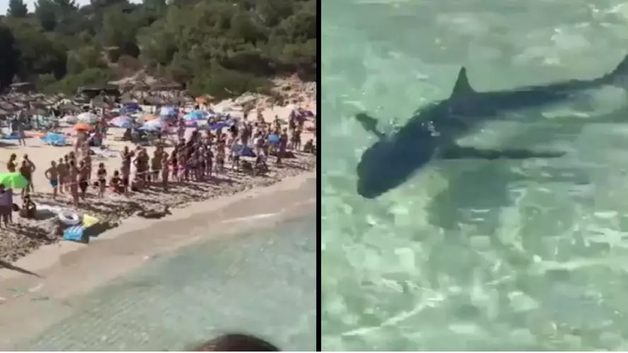 Mallorca Beach Forced To Close As 10ft Shark Sends Tourists Running From The Sea