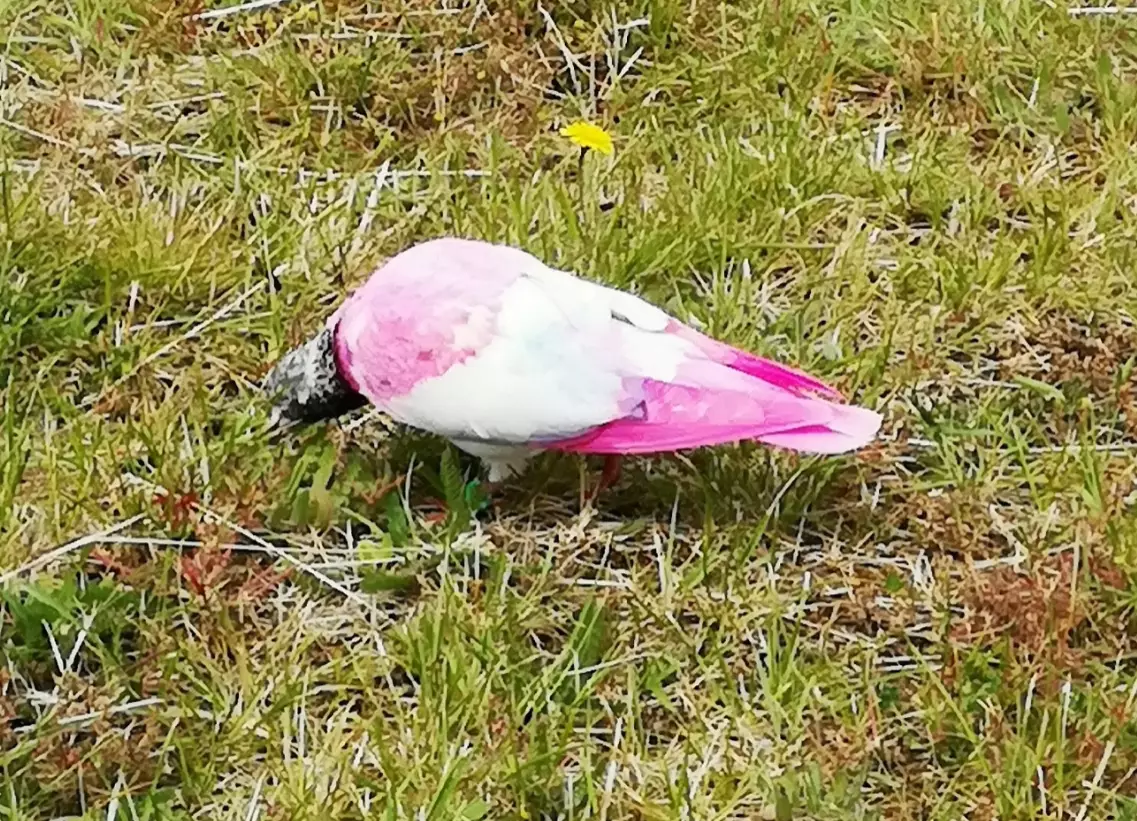 The pigeon was a vibrant shade of pink.