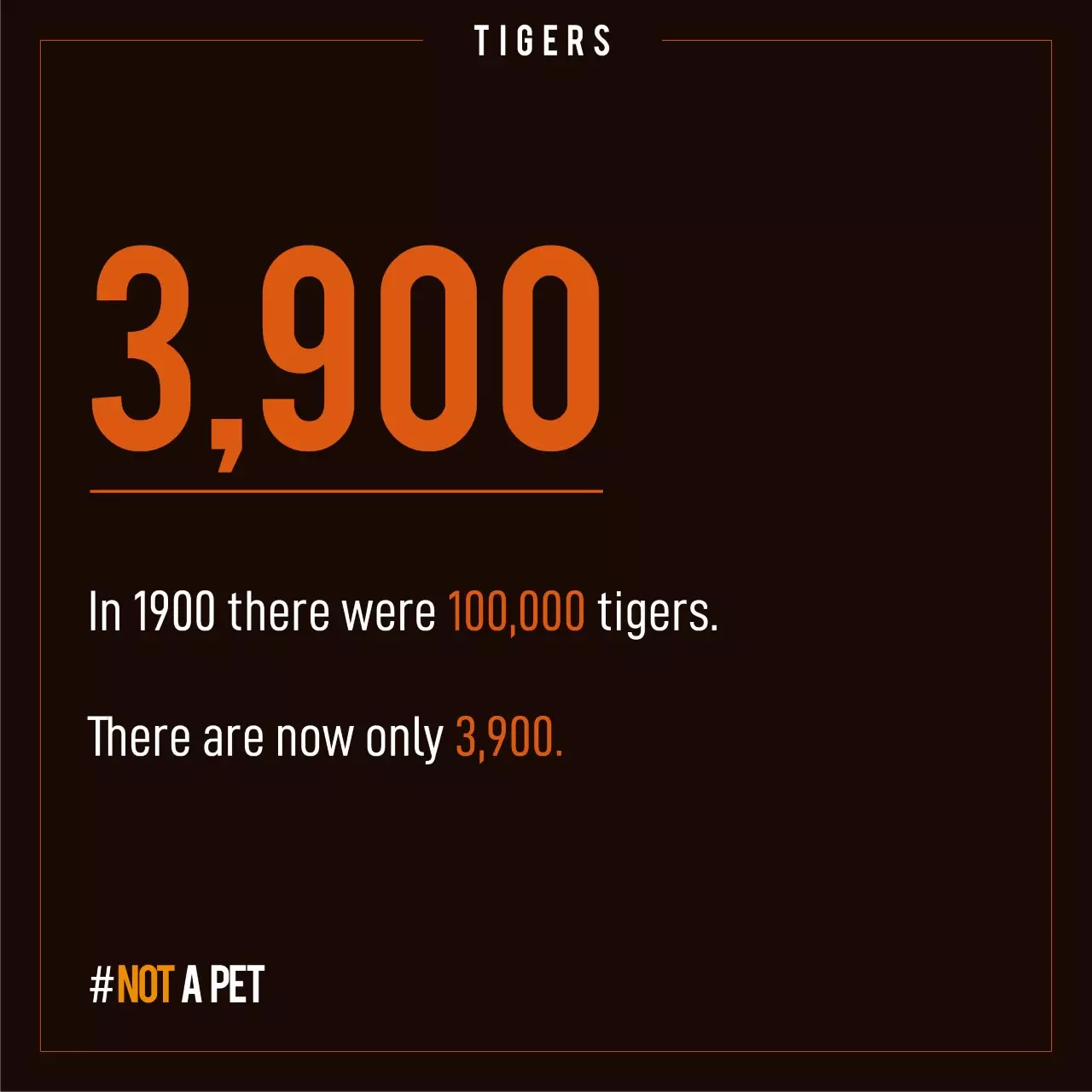The number of tigers in the wild has plummeted.