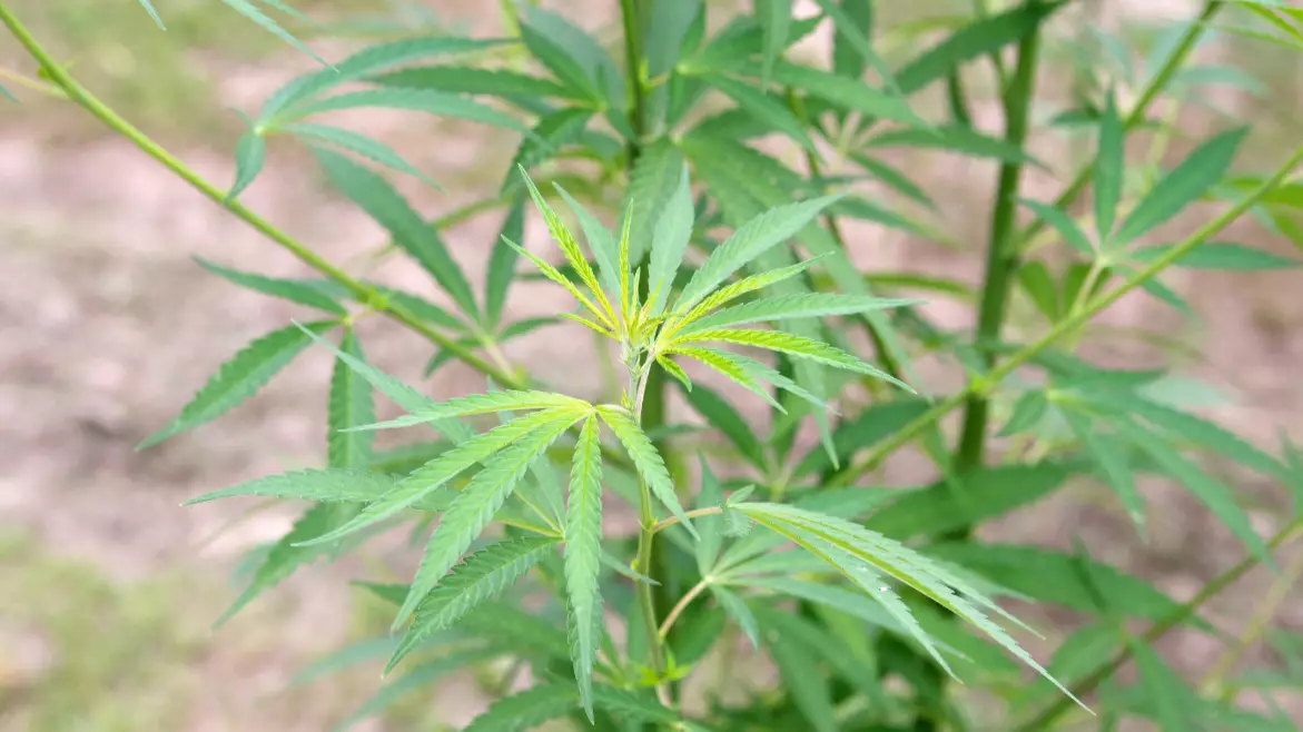 US House Of Representatives Votes To Decriminalise Cannabis