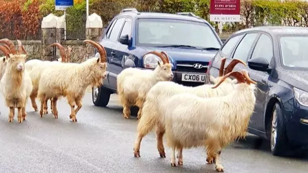 Wild Goats Take Over Welsh Town, Wreaking Havoc For A Second Time