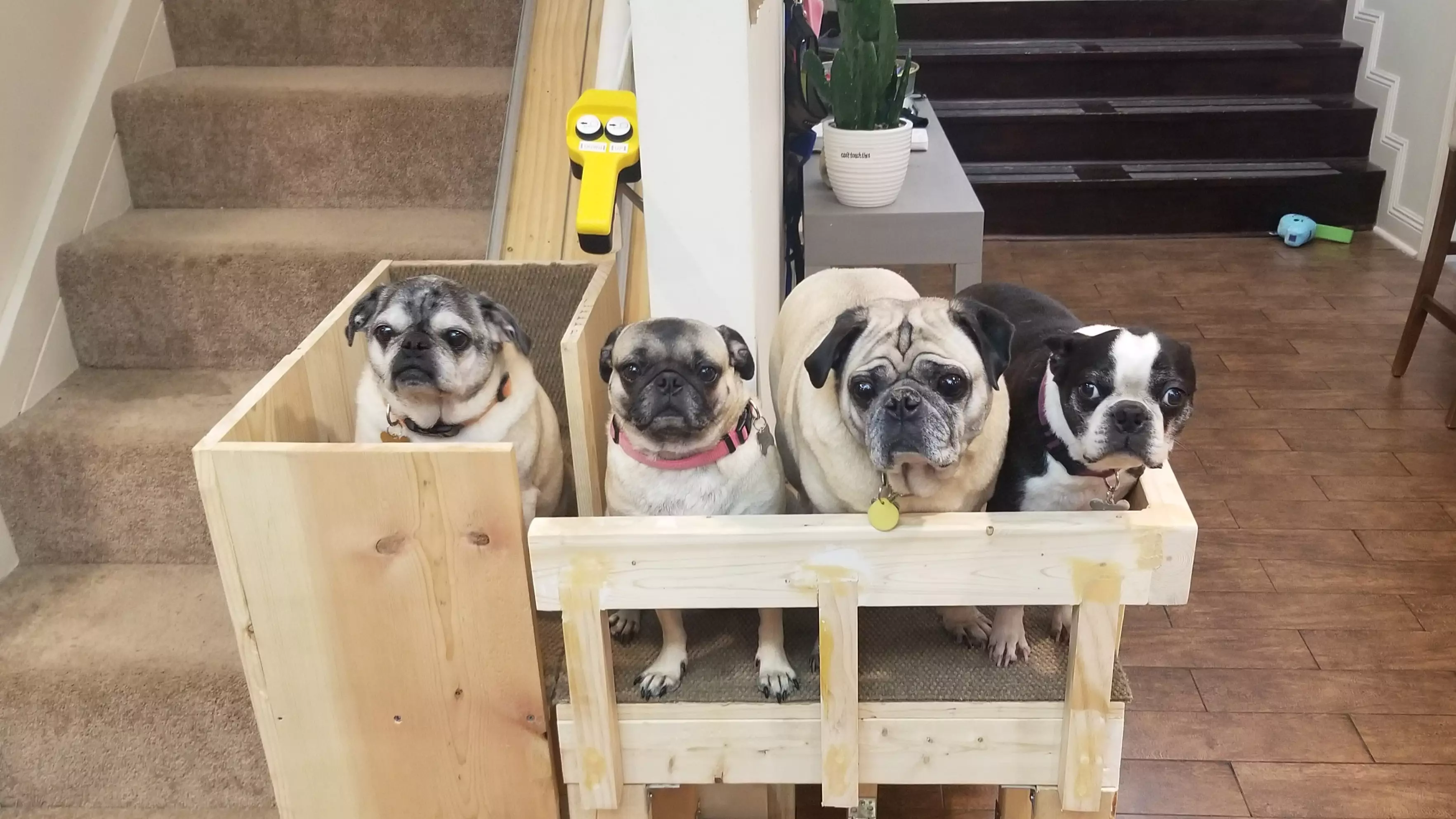 Woman Builds Stair Lift So Her Elderly Rescue Pugs Can Get Upstairs